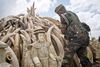 Kenya gør klar til verdens største destruktion af elfenben, som landet har konfiskeret af krybskytter.