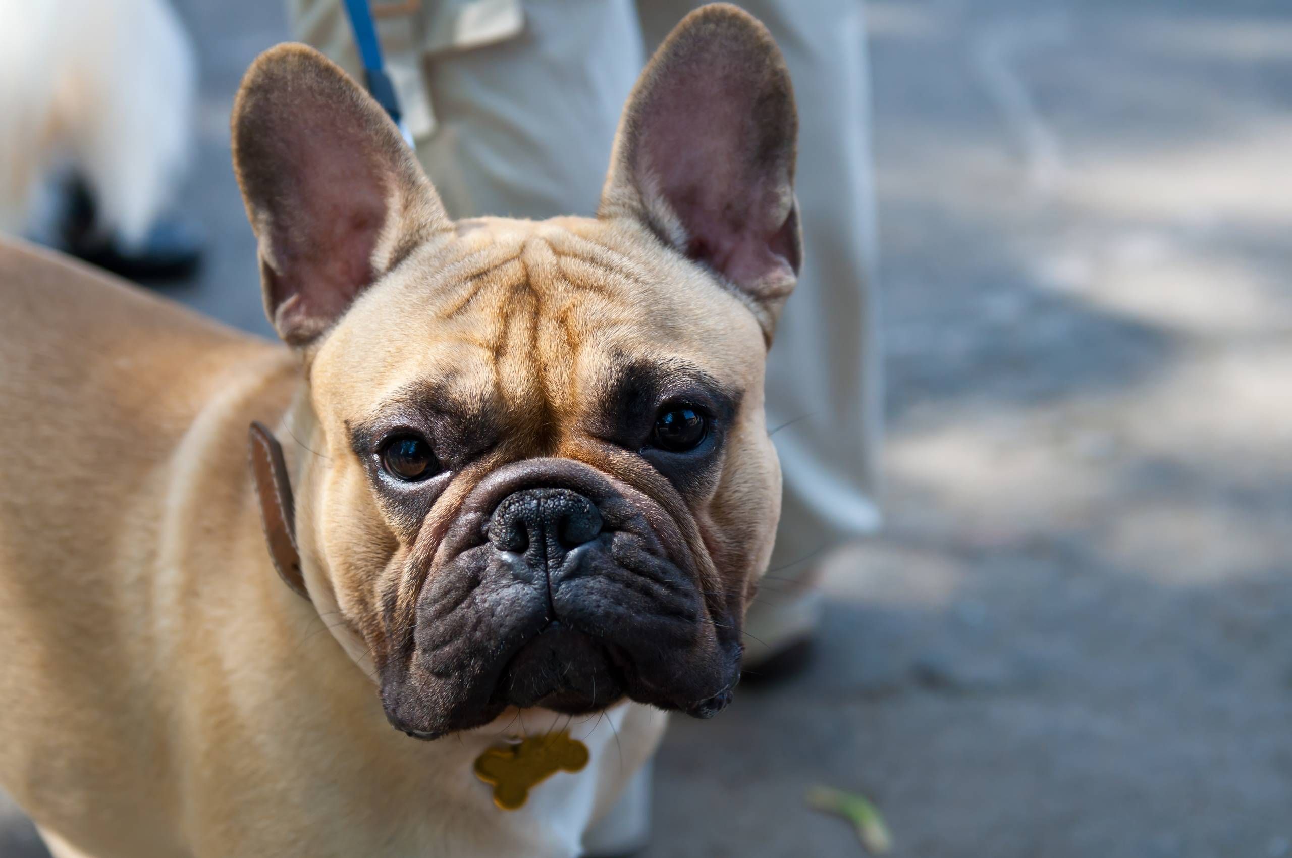 Ny forskning i hundeopdragelse: Må sætte strøm til sin hund?