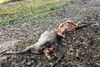 I norske Enebakk har en eller flere ulve dræbt 55 dyr på fem uger. Billedet her er fra et ulveangreb i en skov i Kolding.