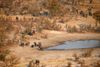 Elefanter i Mababe-området i Botswana. Foto: Siphiwe Sibeko/Reuters