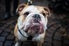 Ansvarsforsikringen til hunde er obligatorisk i Danmark. Arkivfoto: Niels Hougaard