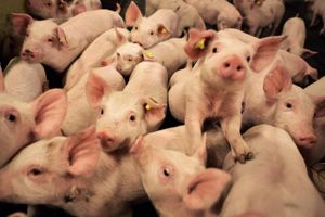 Prisen på grise er styrtdykket, og i nogle tilfælde er det nu umuligt for landmændene overhovedet at få solgt deres grise. Det kan i løbet af kort tid resultere i overfyldte stalde og i værste fald aflivninger.