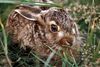Harekillinger er nogle af de første dyrebørn, der dukker frem i naturen i februar. Foto: Dyrenes Beskyttelse