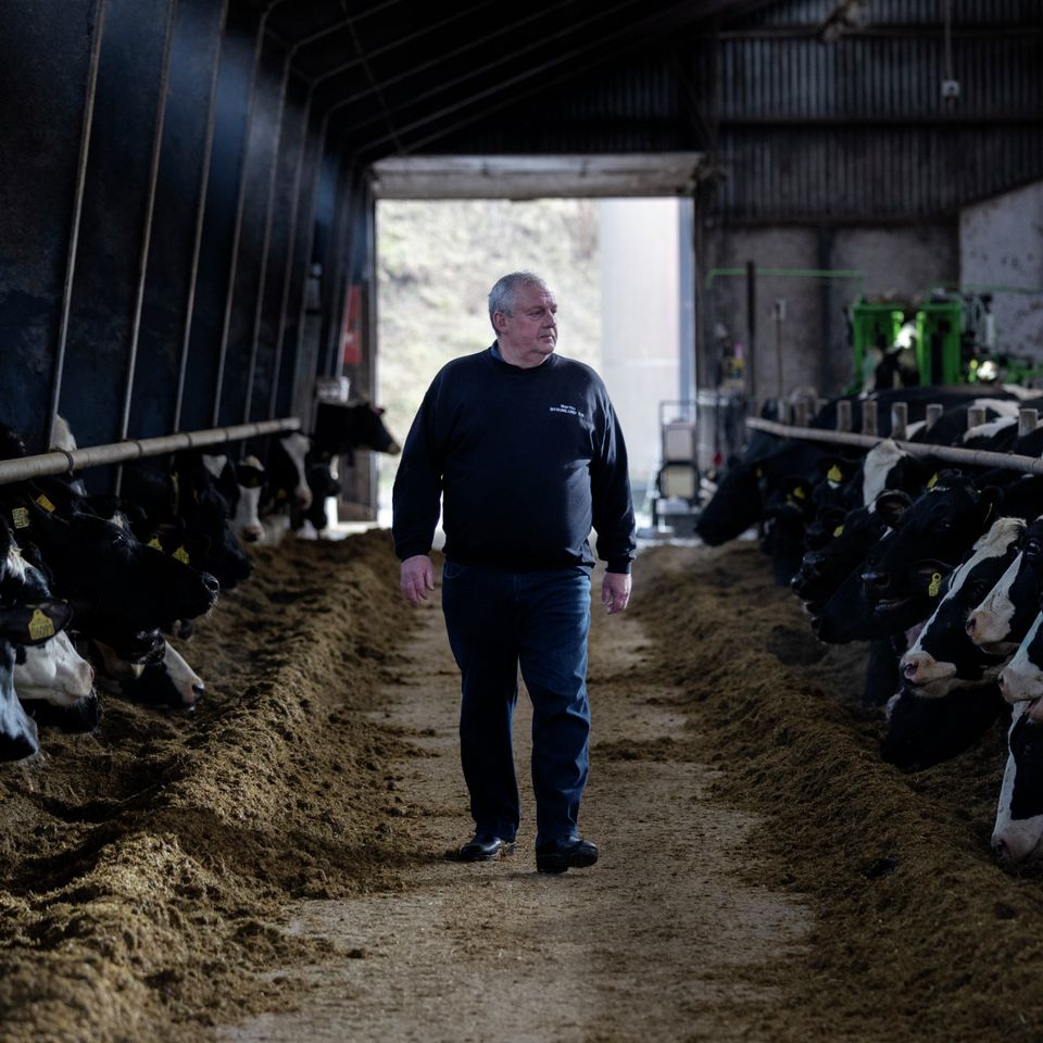 Frustreret mælkebonde nægter at følge loven: »Mine køer falder om«