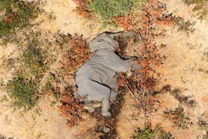 Flere end 350 elefanter er døde i det nordlige Botswana. Ingen ved, hvad dyrene er døde af.