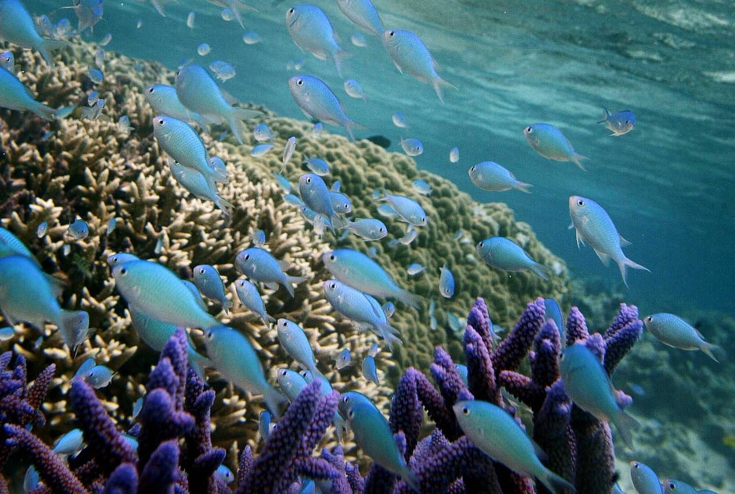 Solcreme skader skrøbelige koralrev over