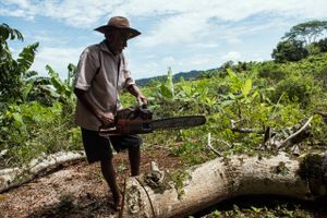 Amazonas er tættere på at nå et punkt, hvor skoven ikke kan genoprettes, end frygtet. 60 pct. af skovrydningen skyldes rige landes ønske om mere kød.