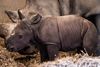 Dette hvide næsehorn blev den 15. april født i Københavns zoologisk have, der efter planen åbner den 1. maj. Men det synes flere ministre er uhensigtsmæssigt . Foto: Niels Christian Vilmann/Ritzau Scanpix