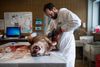DTU Veterinærinstitut i København har modtog i 2018 en ulv, der var blevet skudt ved Ulfborg. Arkivfoto: Gregers Tycho.