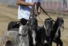 Væddeløbshunde på vej på arbejde på Yat Yuen Canidrome i Macao i marts 2018. Foto: Kin Cheung/AP