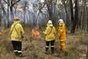 Tidligere i december fastslog en undersøgelse fra regeringen i New South Wales, at tusindvis af koalaer var blevet dræbt i brandene, og at brandene var så omfattende, at "vi højst sandsynligt aldrig vil finde ligene". Foto: Jill Gralow/Reuters