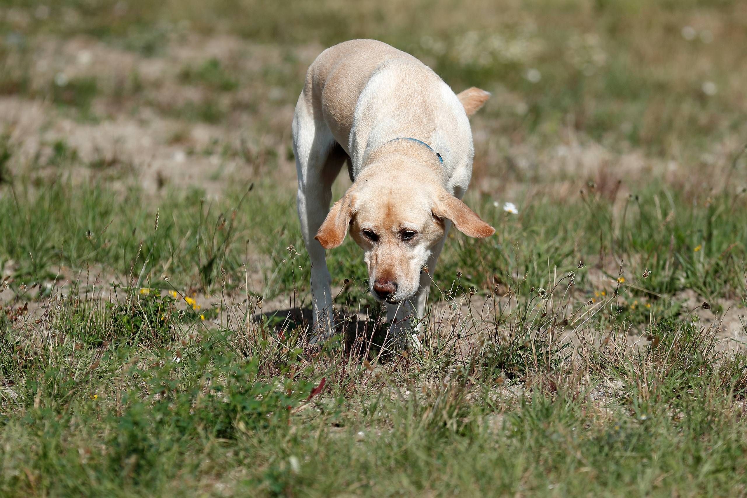 Hvor fint salgsplan Kro Ny lov tvinger tyskere til at lufte hunden to gange dagligt