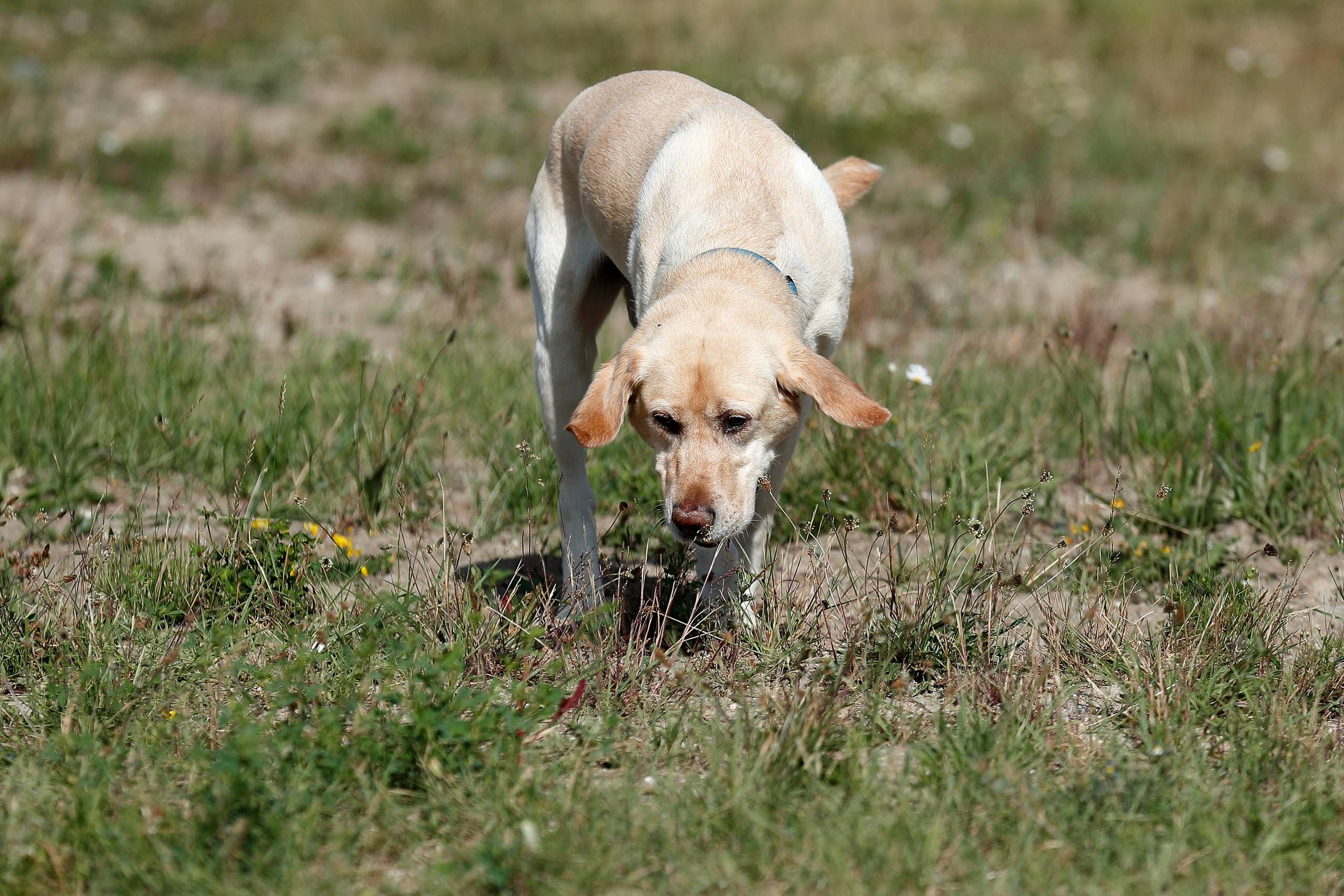 Ny lov tvinger tyskere til at hunden to