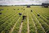 Det skal være sværere for EU-borgere at få velfærdsydelser i Danmark, hvis de ikke har bidraget til det danske samfund, lyder det fra flere sider. Arkivfoto: Ilan Brender