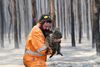Redningsarbejder Simon Adamczyk hjælper en koala, der er blevet skadet af brandene nær Cape Borda på Kangaroo Island, sydvest for Adelaide. Foto: Stringer/Ritzau Scanpix