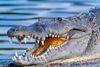 Det amerikanske navn alligator er afledt af det spanske ord el legarto – øglen. Foto: Getty Images