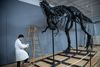 Når Statens Naturhistoriske Museum den 19. juni åbner for udstillingen ”Dinosaurernes konge”, bliver det for første gang nogensinde muligt at se skelettet af en tyrannosaurus rex på dansk jord. Arkivfoto: Linda Johansen
