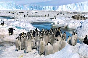 Antarktis kan blive fremtidens konfrontationszone mellem Kina og Australien