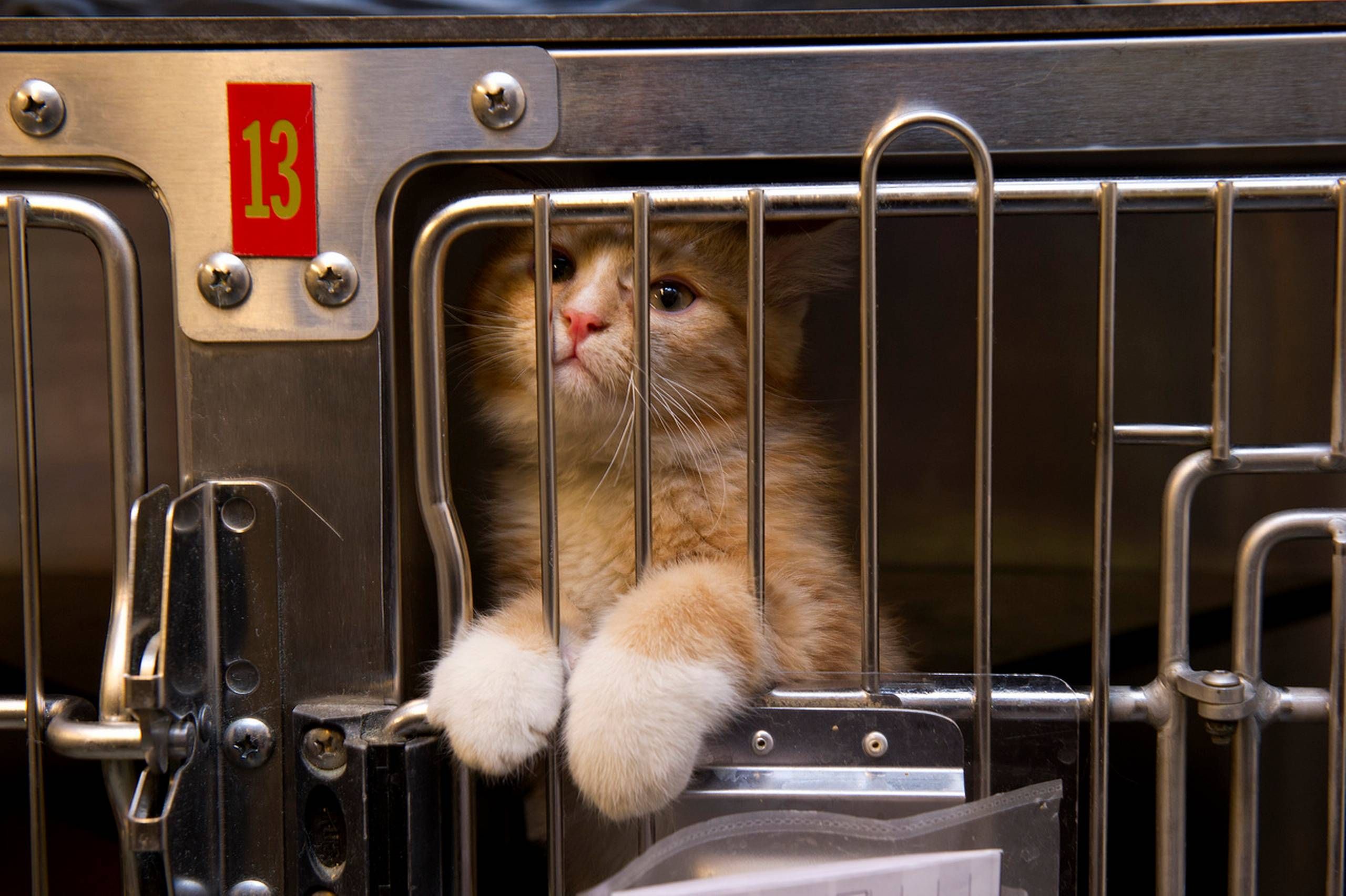 276 katte fanget i konkursbo: Mariann vil kæmpe at give dem et godt liv