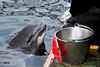 Marsvinet Sif er hovedpersonen i forskningen i Kerteminde havn.