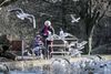 Man behøver ikke gå langt i Aarhus for at finde åndehuller for mennesker og dyr. I byens parker er der eksempelvis et rigt fugleliv, og har man lidt brød med, er det ingen kunst at få mågerne på nært hold. Foto: Klaus Dreyer