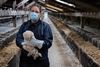 Den 21. oktober besøgte Jyllands-Posten Anita Kaag. Hun var kort før blevet bedt af Fødevarestyrelsen om at aflive sine dyr, fordi farmen lå i en zone med en smittet farm. På foto ses: Anita Kaag, Bording