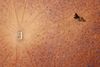 Et enligt træ ses ved et vandingssted på en farm i Walgett i New South Wales. Foto: David Gray/ Reuters