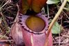 Nepenthes rajah blev første gang fundet tilbage i 1858 på Mount Kinabalu på øen Borneo, og arten menes at være den største kødædende plante i verden. Dens kander kan hver indeholde op til to liter væske, hvis de fyldes til kanten. Foto: NepGrower/Videnskab.dk