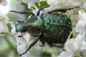 Den skinnende, grønne bille grøn pragttorbist er igen fundet i Frijsenborg Skov. Den unikke bille findes ikke andre steder i Jylland.