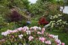 Rododendron er stedsegrøn og dermed grøn hele året, og dens blomster varierer i mange farver og former. Herhjemme kan de største arter og hybrider vokse til anseelige størrelser, der minder om små træer, mens andre sjældent bliver mere end 30 cm høje. Rododendroners blomstringsperiode er kort, omkring to til tre uger, så ar du planer om at etablere et rododendronbed, er det en god idé at vælge forskellige arter, så du forlænger blomstringen.