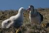 Der er kun ganske få eksemplarer tilbage af den store Amsterdam-albatros (Diomedea amsterdamensis), der kun yngler på Amsterdam Øen i det sydlige Indiske ocean