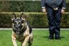 Hund fra Aarhus politi snusede sig morgenfriskt frem til tyvekoster mandag morgen